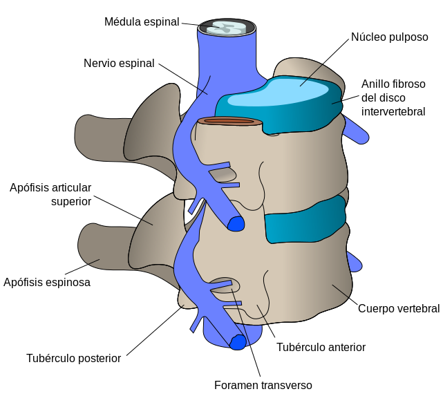 Disco Intervertebral